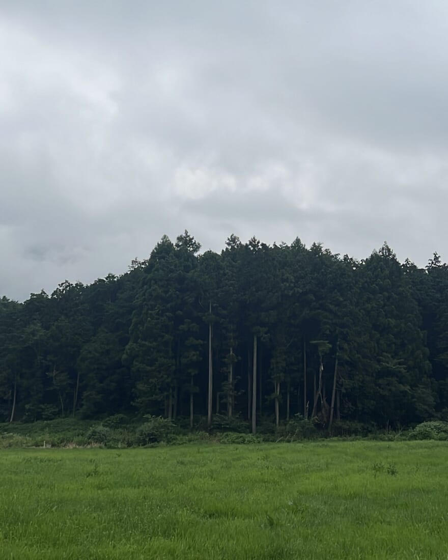 中塚凌空　ブログ　進撃の巨人のような大木